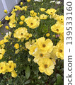 Yellow Ranunculus 139533160