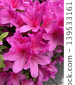 Azalea's flower 139533161