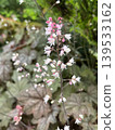 Zuda yakush flower 139533162