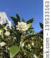 Blue sky and white wintersweet 139533163