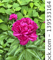 deep pink peony 139533164