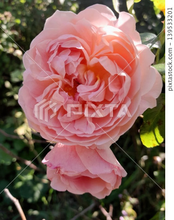 Soft pink rose in sunlight with blurred garden background, delicate floral close-up 139533201