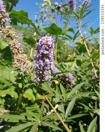 Blooming vitex flowers against clear blue sky in summer garden Blooming vitex flowers against clear blue sky in summer garden 139533341