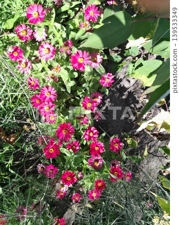Bright Red Cosmos Flowers Blooming in Sunny Summer Garden Landscape Bright Red Cosmos Flowers Blooming in Sunny Summer Garden Landscape 139533349
