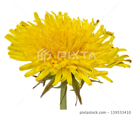 Yellow dandelion flower against an isolated background, close up Yellow dandelion flower against an isolated background, close up 139533410