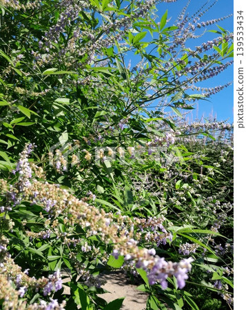 Blooming vitex flowers against clear blue sky in summer garden 139533434