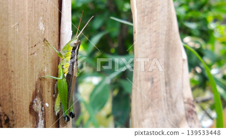 Green Grasshopper Clinging to Bamboo Stem Green Grasshopper Clinging to Bamboo Stem 139533448