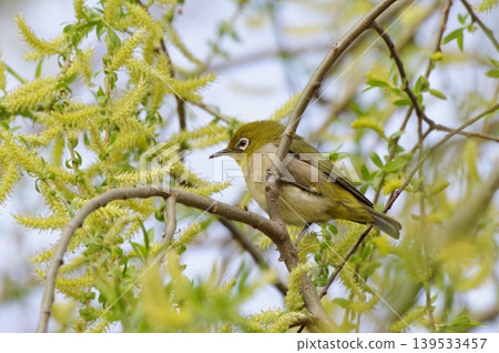 A Japanese white-eye perched on a mimosa tree A Japanese white-eye perched on a mimosa tree 139533457