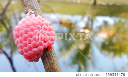 Pink snail eggs on a tree trunk near the water. Pink snail eggs on a tree trunk near the water. 139533476