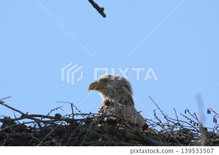Blue sky and a white-tailed eagle's nest: Wildlife in Hokkaido Blue sky and a white-tailed eagle's nest: Wildlife in Hokkaido 139533507