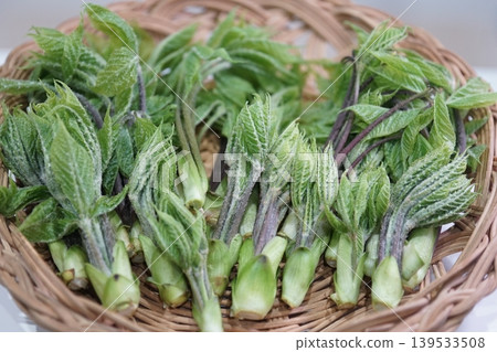 The queen of wild vegetables, Koshiabura, and the taste of spring, served in a basket. The queen of wild vegetables, Koshiabura, and the taste of spring, served in a basket. 139533508