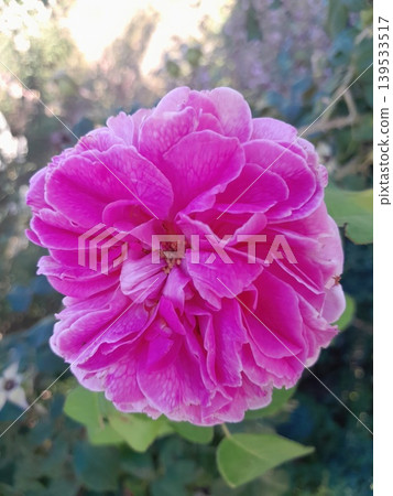 Soft pink rose in sunlight with blurred garden background, delicate floral close-up Soft pink rose in sunlight with blurred garden background, delicate floral close-up 139533517