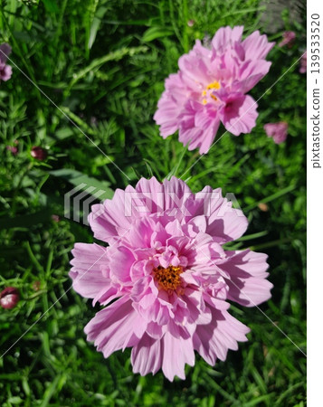 Bright Pink Scabiosa Flower Blooming in Sunlit Garden with Green Foliage Background 139533520