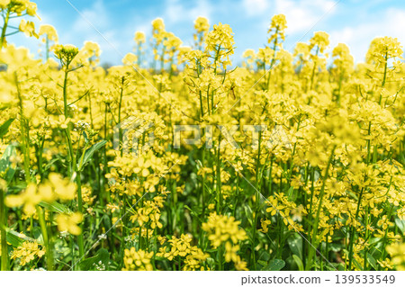 Seoul, South Korea - Mar. 10, 2026 : Beautiful field of yellow canola flowers blooming under a blue sky with white clouds in Guri Hangang Park, South Korea Seoul, South Korea - Mar. 10, 2026 : Beautiful field of yellow canola flowers blooming under a blue sky with white clouds in Guri Hangang Park, South Korea 139533549