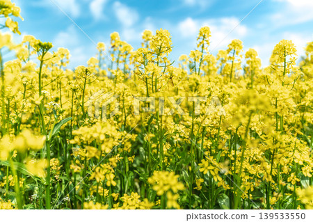 Seoul, South Korea - Mar. 10, 2026 : Beautiful field of yellow canola flowers blooming under a blue sky with white clouds in Guri Hangang Park, South Korea Seoul, South Korea - Mar. 10, 2026 : Beautiful field of yellow canola flowers blooming under a blue sky with white clouds in Guri Hangang Park, South Korea 139533550