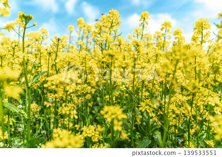 Seoul, South Korea - Mar. 10, 2026 : Beautiful field of yellow canola flowers blooming under a blue sky with white clouds in Guri Hangang Park, South Korea Seoul, South Korea - Mar. 10, 2026 : Beautiful field of yellow canola flowers blooming under a blue sky with white clouds in Guri Hangang Park, South Korea 139533551