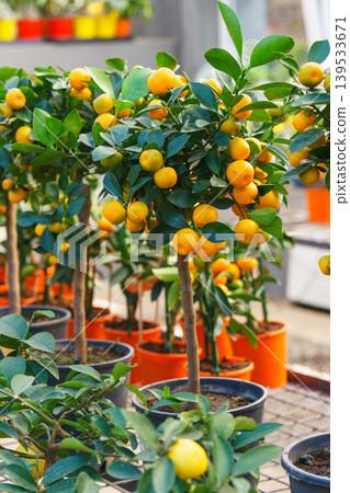 Potted Calamondin Citrus microcarpa tree with orange fruits in garden center greenhouse, flower shop Potted Calamondin Citrus microcarpa tree with orange fruits in garden center greenhouse, flower shop 139533671