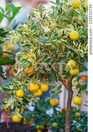 Potted Calamondin Citrus microcarpa tree with orange fruits in garden center greenhouse, flower shop 139533734