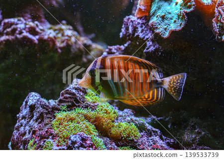 Zebrasoma velifer, Pacific sailfin tang or Sailfin surgeonfish swimming near coral reef background Zebrasoma velifer, Pacific sailfin tang or Sailfin surgeonfish swimming near coral reef background 139533739