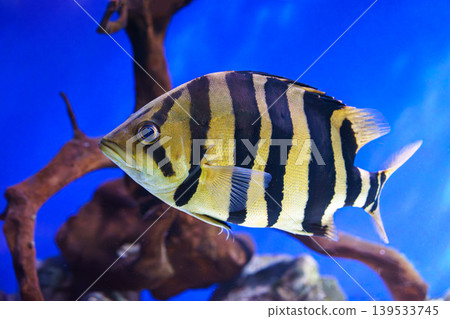 Striped tropical fish, Siamese tiger fish or Datnoid Tiger fish swimming in blue aquarium water Striped tropical fish, Siamese tiger fish or Datnoid Tiger fish swimming in blue aquarium water 139533745