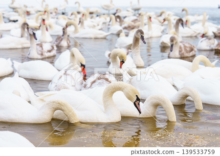 Large bird family, flock of white mute swans swimming together on icy winter lake, wildlife scene Large bird family, flock of white mute swans swimming together on icy winter lake, wildlife scene 139533759