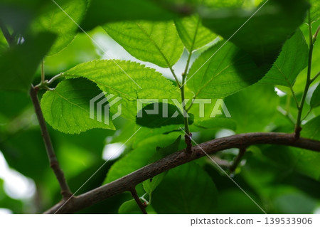Fresh green illuminated by light Fresh green illuminated by light 139533906