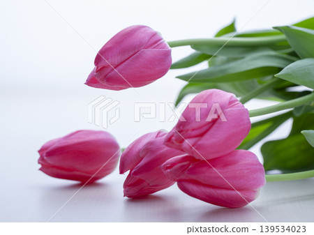 Tulip Tulip 139534023