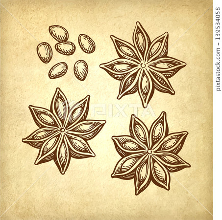 Star Anise ink sketch on old paper. 139534058