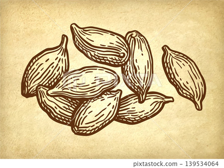 Cardamom handful ink sketch on old paper. Cardamom handful ink sketch on old paper. 139534064