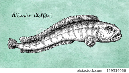 Atlantic wolffish ink sketch on old paper Atlantic wolffish ink sketch on old paper 139534066
