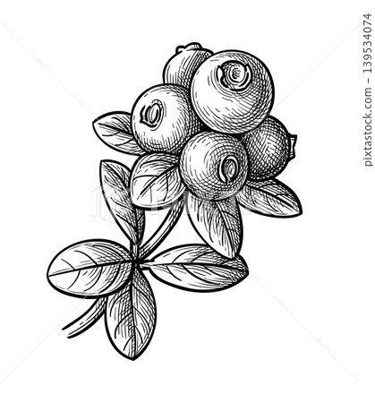 Lingonberry sprig. Hand-drawn ink sketch. Lingonberry sprig. Hand-drawn ink sketch. 139534074