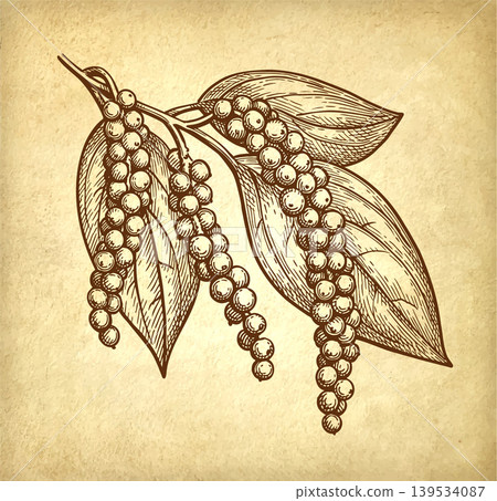 Pepper plant with peppercorns ink sketch Pepper plant with peppercorns ink sketch 139534087
