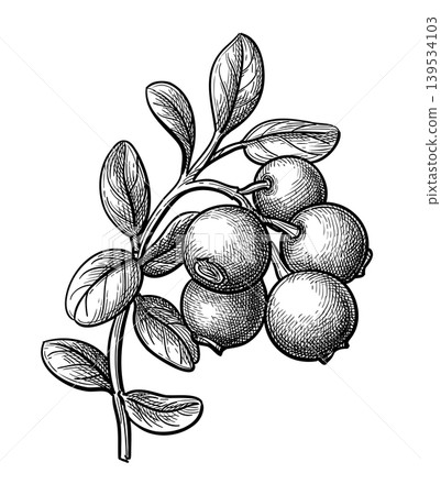 Lingonberry sprig ink sketch. Lingonberry sprig ink sketch. 139534103