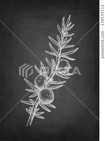 Chalk drawing of juniper branch on blackboard Chalk drawing of juniper branch on blackboard 139534113