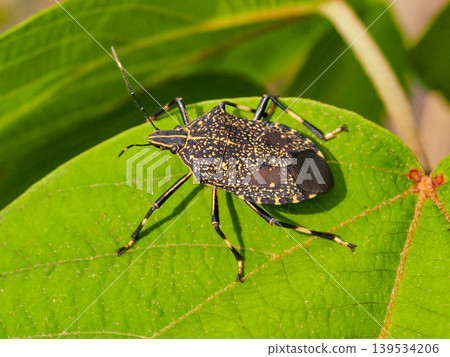 Spotted stink bug resting on a leaf Spotted stink bug resting on a leaf 139534206
