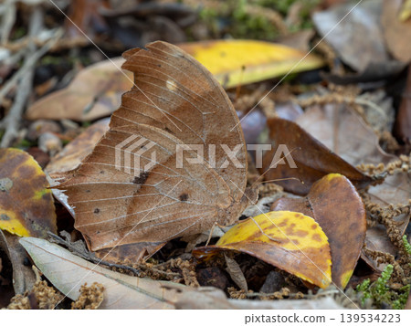 A black-eyed butterfly among the fallen leaves on the ground. 139534223