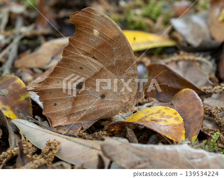 A black-eyed butterfly among the fallen leaves on the ground. A black-eyed butterfly among the fallen leaves on the ground. 139534224