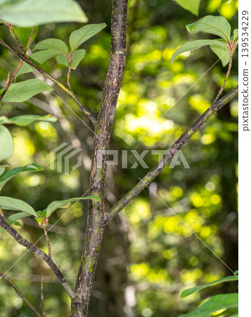 A branch of kuromoji that is used as a material for high-quality toothpicks. A branch of kuromoji that is used as a material for high-quality toothpicks. 139534229