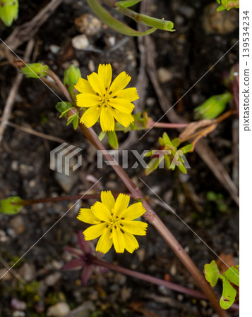 七種春季草藥之一的 Koonitabirako (Hotokenoza) 的花 七種春季草藥之一的 Koonitabirako (Hotokenoza) 的花 139534234
