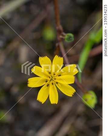 七種春季草藥之一的 Koonitabirako (Hotokenoza) 的花 139534235