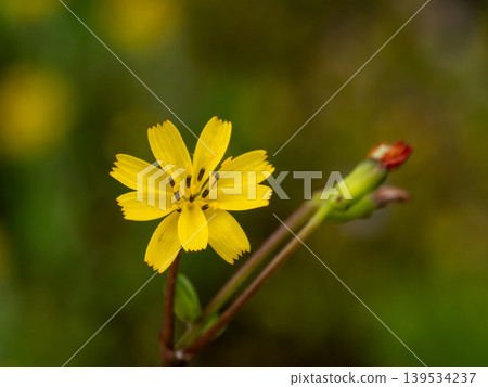 七種春季草藥之一的 Koonitabirako (Hotokenoza) 的花 七種春季草藥之一的 Koonitabirako (Hotokenoza) 的花 139534237