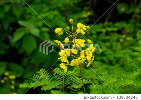 Yellow flowers of Rosa arborescens Yellow flowers of Rosa arborescens 139534243