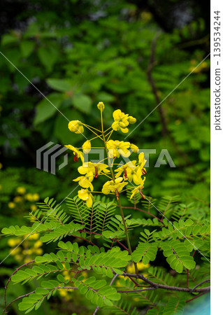 Yellow flowers of Rosa arborescens Yellow flowers of Rosa arborescens 139534244