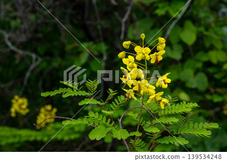 Yellow flowers of Rosa arborescens Yellow flowers of Rosa arborescens 139534248
