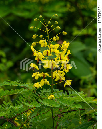 Yellow flowers of Rosa arborescens Yellow flowers of Rosa arborescens 139534254