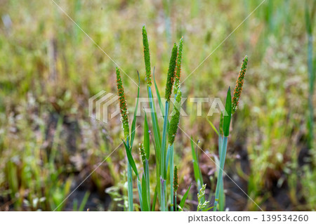 Sparrow's Teppo growing in a rice field Sparrow's Teppo growing in a rice field 139534260