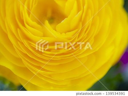Yellow Ranunculus Yellow Ranunculus 139534391