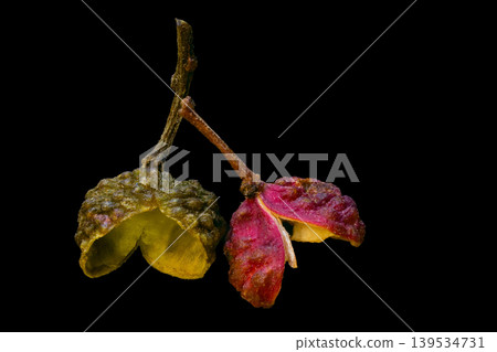 two Sichuan peppers green and red isolated two Sichuan peppers green and red isolated 139534731