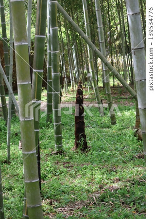 A landscape with large bamboo shoots growing in a bamboo grove. A landscape with large bamboo shoots growing in a bamboo grove. 139534776