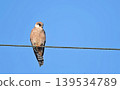 Red-footed Falcon (Falco vespertinus), Greece 139534789